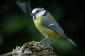 Une mésange bleue