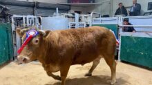 Vache gagnante du Printemps de la viande 2025