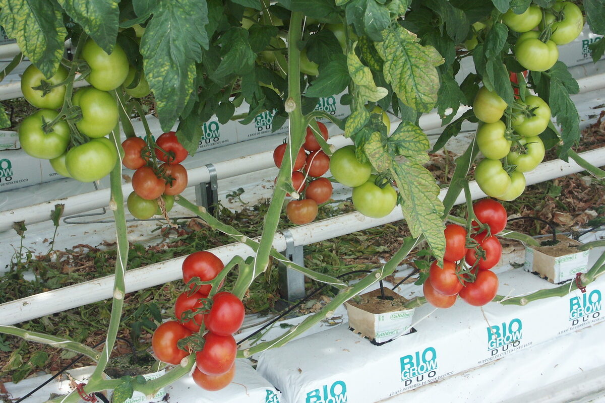 Tomate en grappe en serre - Illustration Tomate et eau : peu de marges de manœuvre sous serre