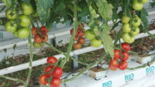 Tomate en grappe en serre