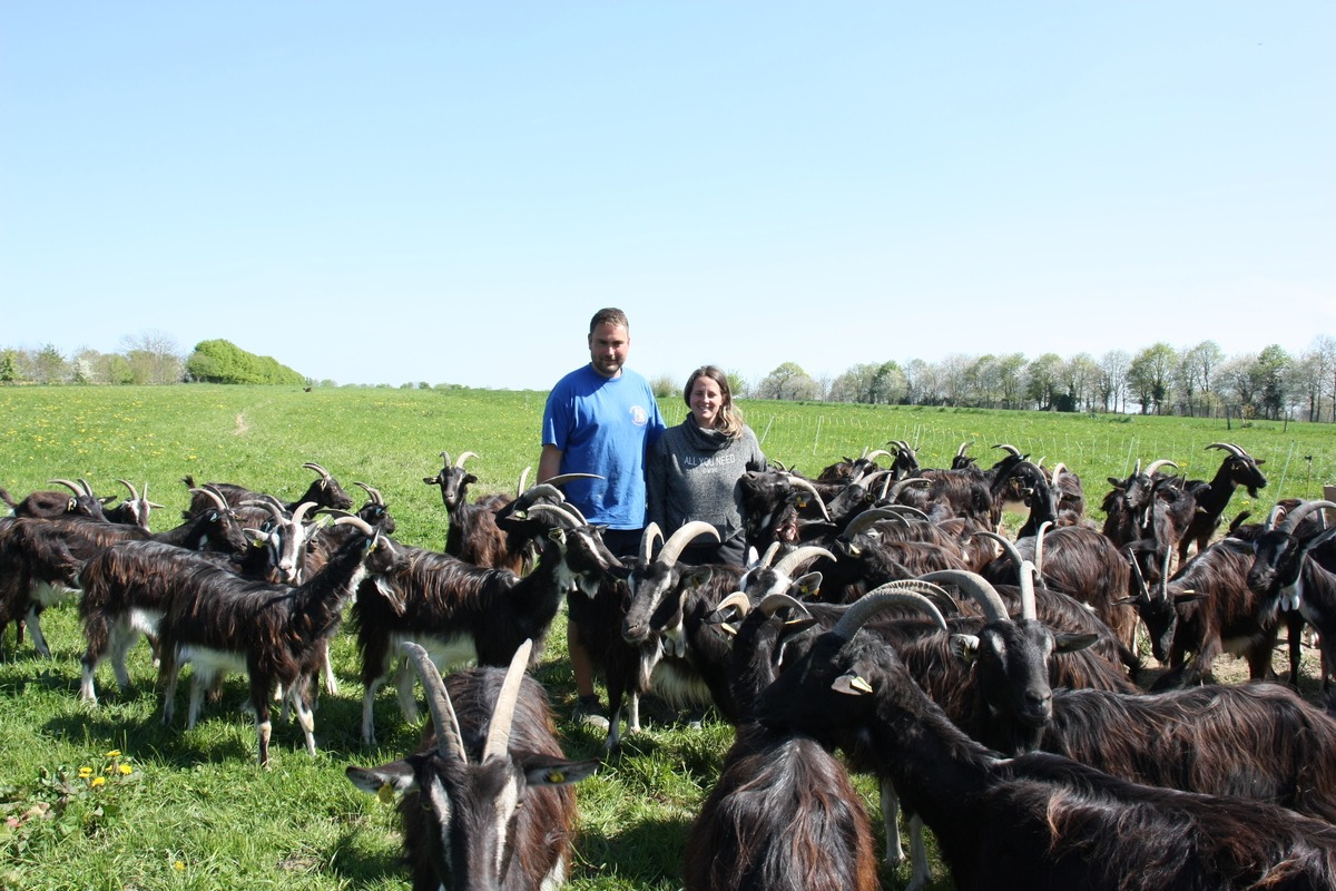 Un couple avec son  troupeau de chèvres poitevines dans un champ - Illustration Une bonne pousse d’herbe jusqu’au pic de lactation