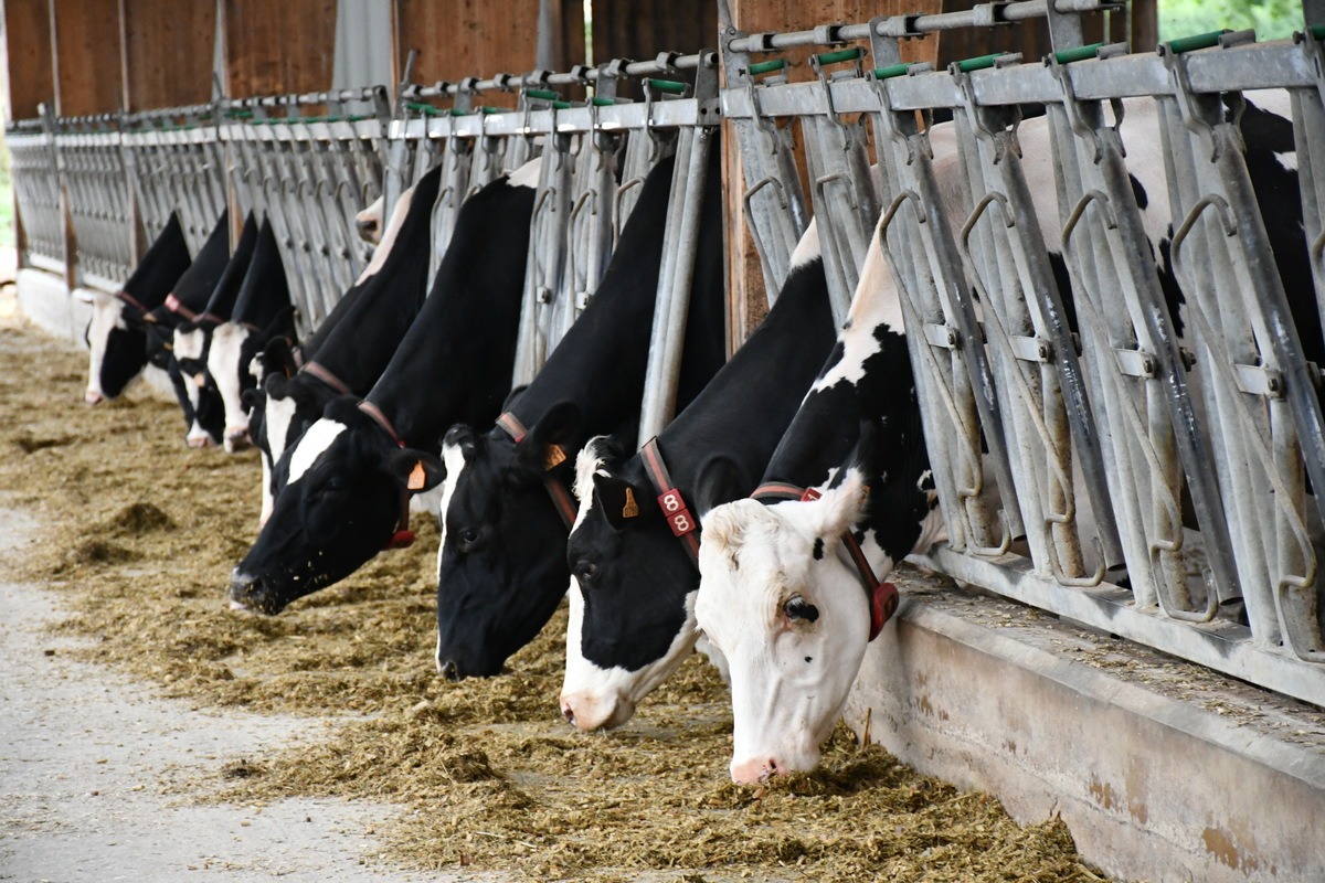 Vaches Prim'Holstein au cornadis avec colliers - Illustration De nombreux défis à relever