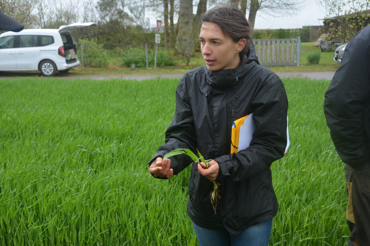 Annwenn Donnard dans une parcelle d'orge - Illustration Adapter la protection à la saison