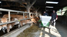 Des éleveurs distribuent les aliments à des bovins dans une stabulation à l'aide d'un distributeur électrique motorisé