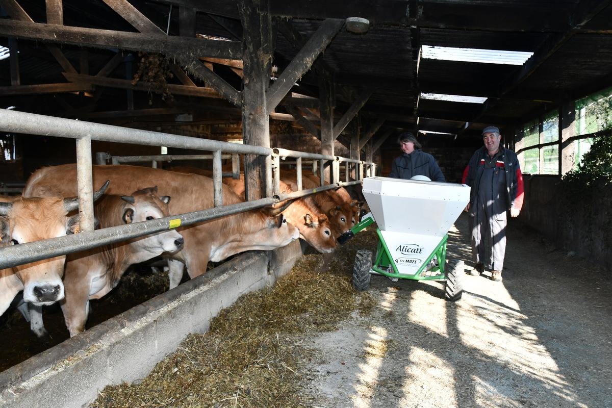 Des éleveurs distribuent les aliments à des bovins dans une stabulation à l'aide d'un distributeur électrique motorisé - Illustration Le distributeur électrique soulage les éleveurs