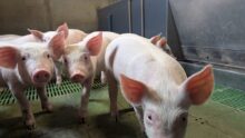 Des porcs dans une porcherie