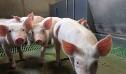 Des porcs dans une porcherie