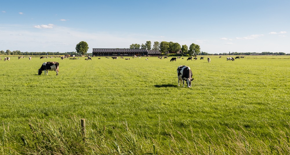 Des vaches en train de paître au milieu d'une prairie - Illustration Réforme de l’assurance Récolte et désignation de votre Interlocuteur Agréé