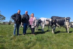 Trois personnes dans un champ avec des vaches laitières