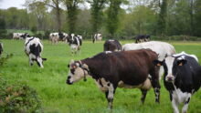 Des vaches laitières dans une prairie