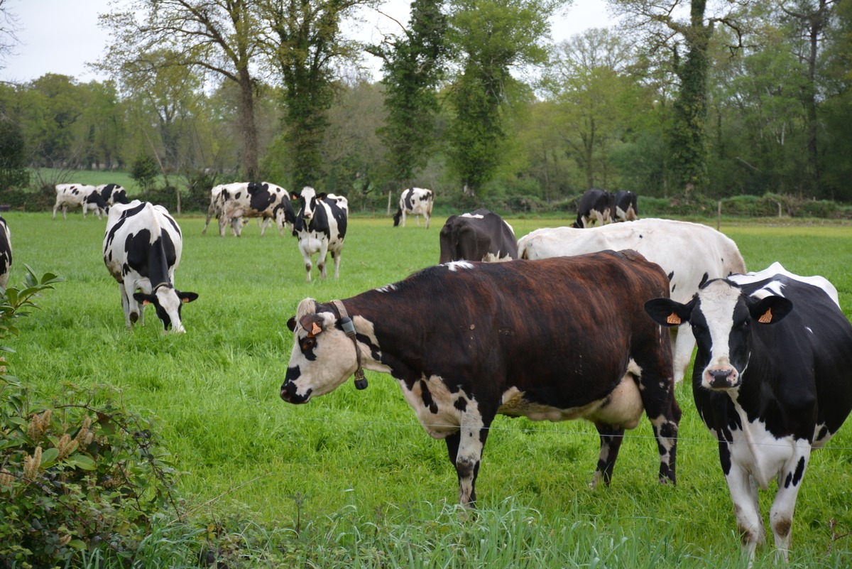 Des vaches laitières dans une prairie - Illustration Une déprise laitière importante