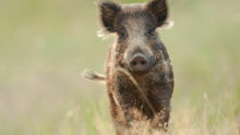 Un sanglier dans un champ