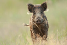 Un sanglier dans un champ