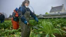Une femme coupe des choux fleurs en portant un exosquelette