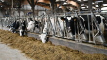 Prim'holstein au cornadis