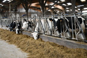 Prim'holstein au cornadis