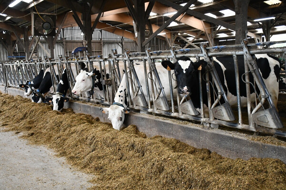 Prim'holstein au cornadis - Illustration En cas de prix du lait élevés : La stratégie « volumes » paye