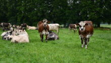 vaches normandes au pâturage