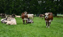 vaches normandes au pâturage