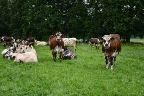 vaches normandes au pâturage