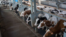 Des vaches à la traite.