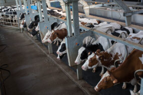 Des vaches à la traite.