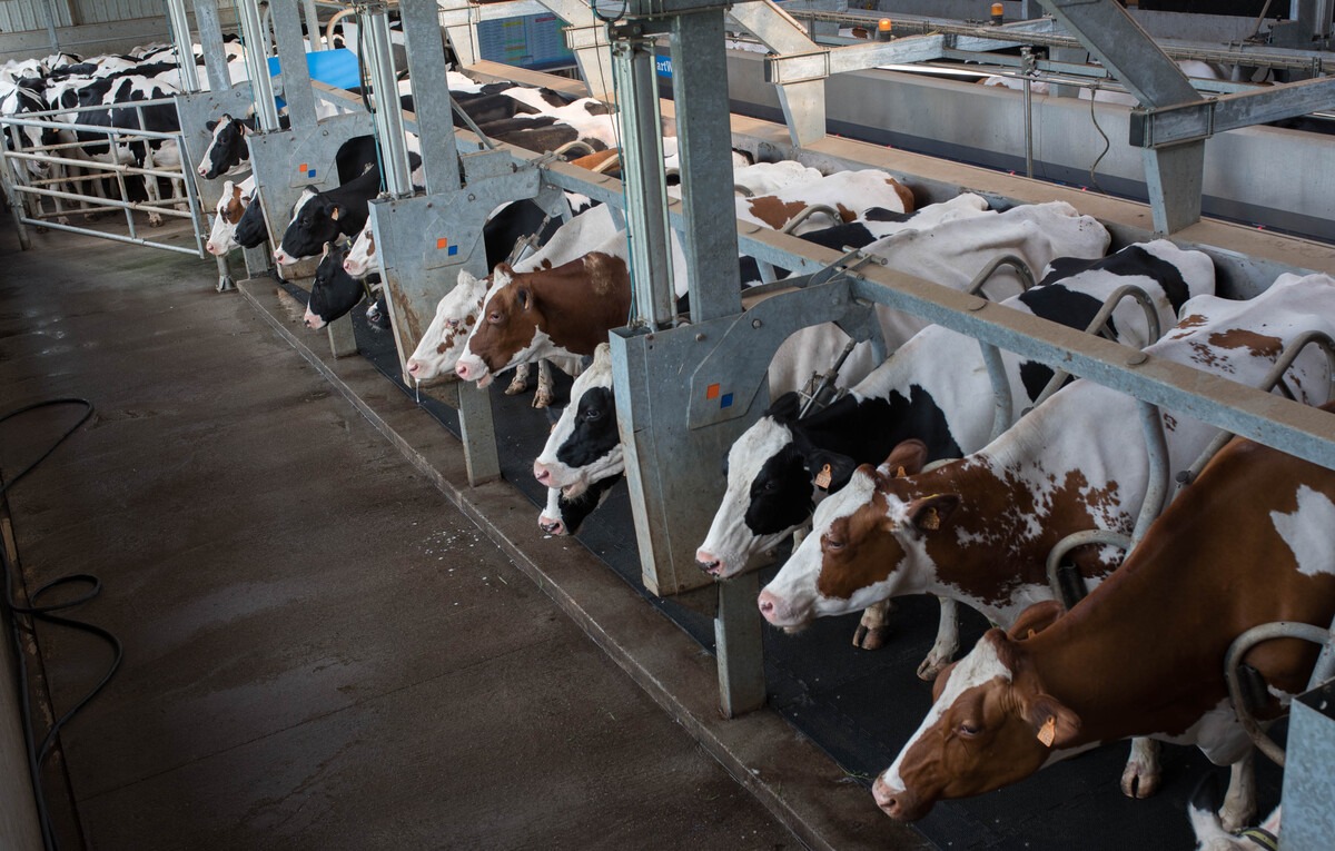 Des vaches à la traite.  - Illustration La demande de lait reste soutenue