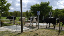 Les vaches traversent la route entre les passages canadiens et les barrières