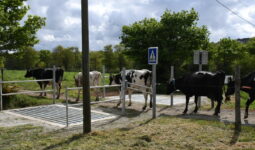 Les vaches traversent la route entre les passages canadiens et les barrières