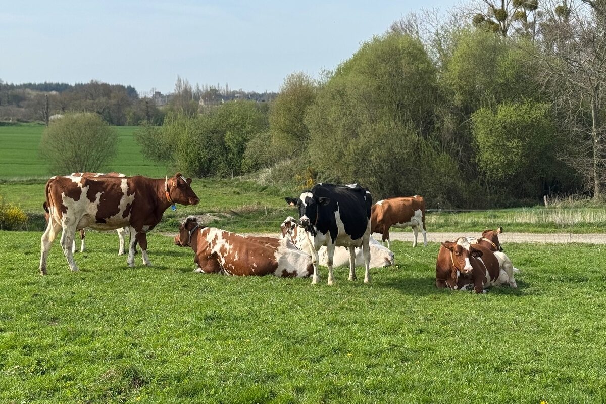 Des vaches Holstein au pâturage dans un paysage de Bretagne  - Illustration Vacciner pour préserver la production de lait