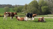 Des vaches Holstein au pâturage dans un paysage de Bretagne