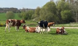 Des vaches Holstein au pâturage dans un paysage de Bretagne