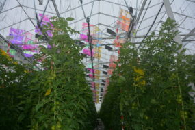 Panneaux photovolatïques au dessus de plants de tomate
