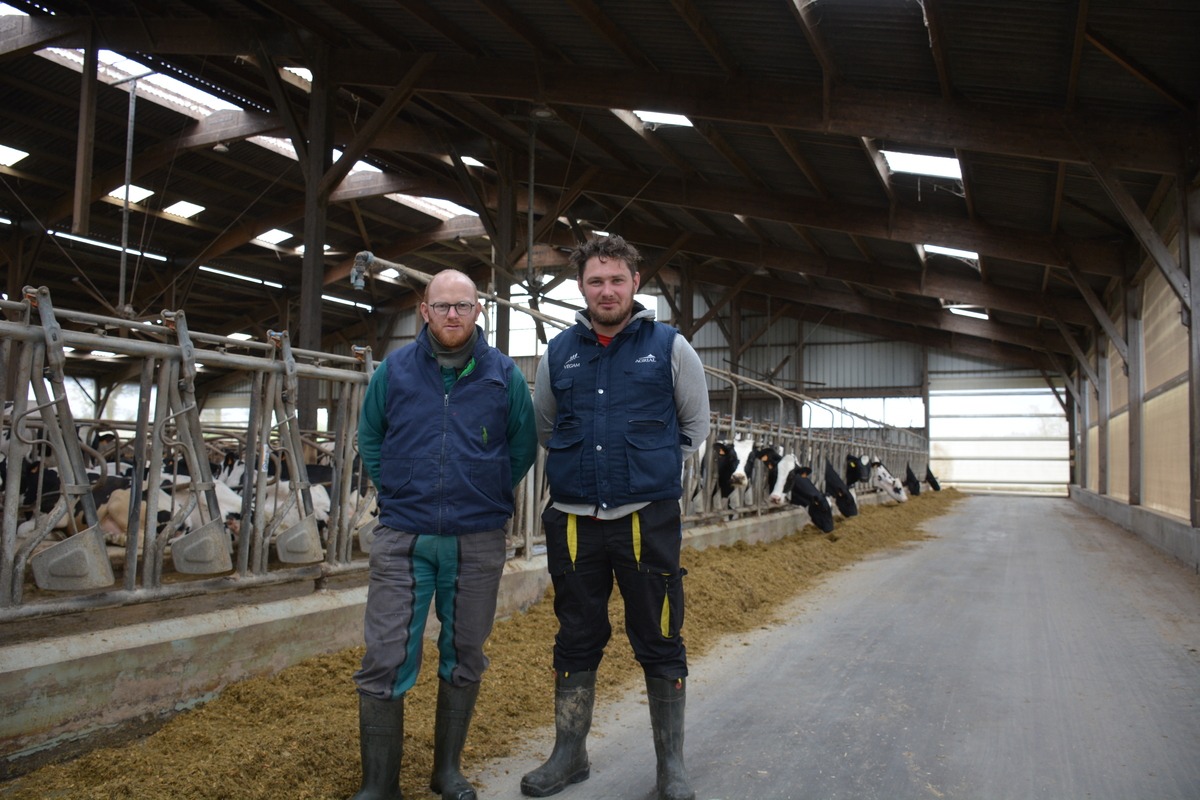 Jean-François et Sylvain Bréal dans leur stabulation avec des vaches - Illustration Une méthanisation passive en couvrant simplement la fosse