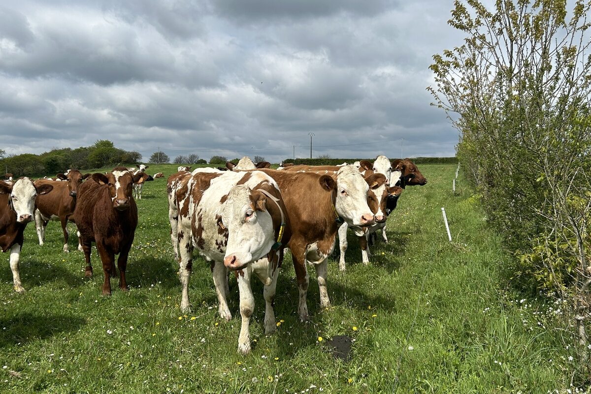 vaches laitières dans prairie en Bretagne - Illustration Décarbonation de l’agriculture : Anticiper sans subir
