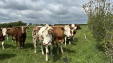 vaches laitières dans prairie en Bretagne