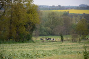 herbe fauchée pour ensilage vaches et colza