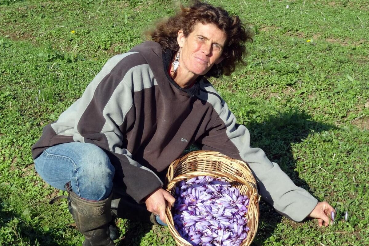 agricultrice en train de cueillir des crocus à safran - Illustration L&rsquo;or rouge du pays bigouden