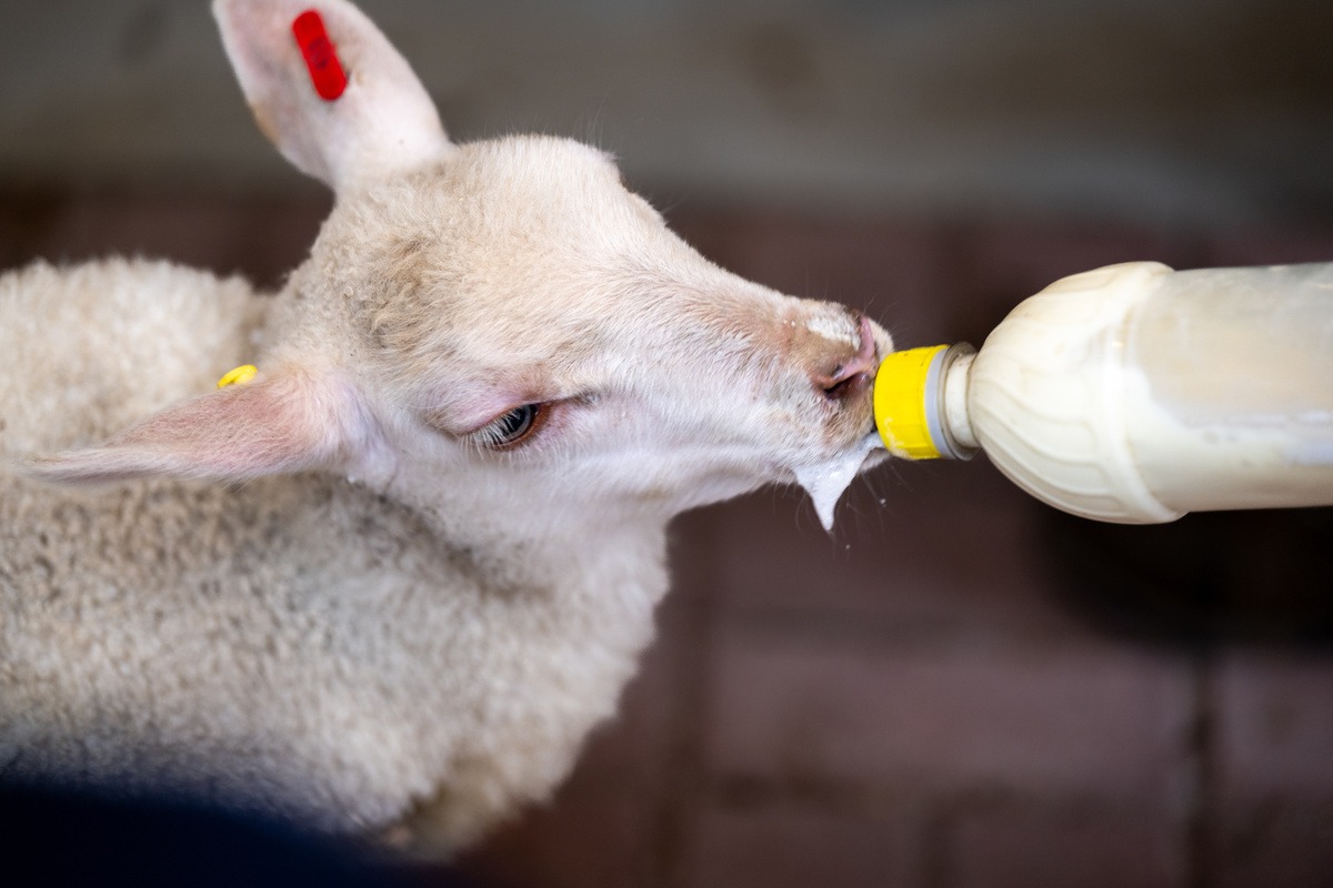 Un agneau en train de boire au biberon - Illustration Distribuer  un colostrum sain