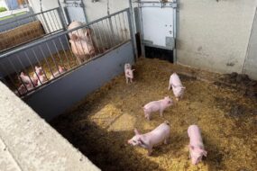 Des porcelets et une truie dans des courettes extérieures.