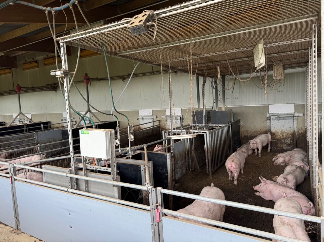 Des cochons dans une courette équipée de capteurs. 