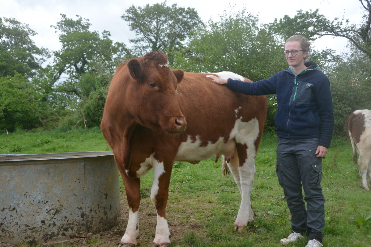 Chloé Dubourg à côté d'une de ses vaches - Illustration Chloé et son élevage &lsquo;blanc bleu rouge&rsquo;