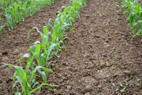 Plants de maïs jeunes avec terre humide