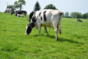 Vaches Prim'Holstein au pâturage en mai