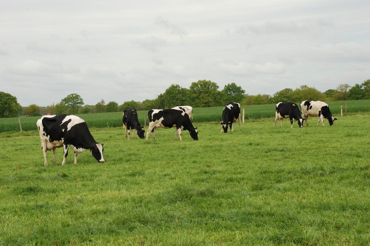 vaches au pâturage    - Illustration Le paquet de simplifications dévoilé