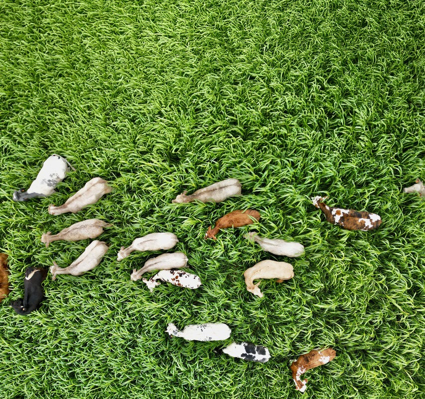 Vue aérienne d'un troupeau de vaches dans un champ de sorgho - Illustration Les fourrages face au défi climatique