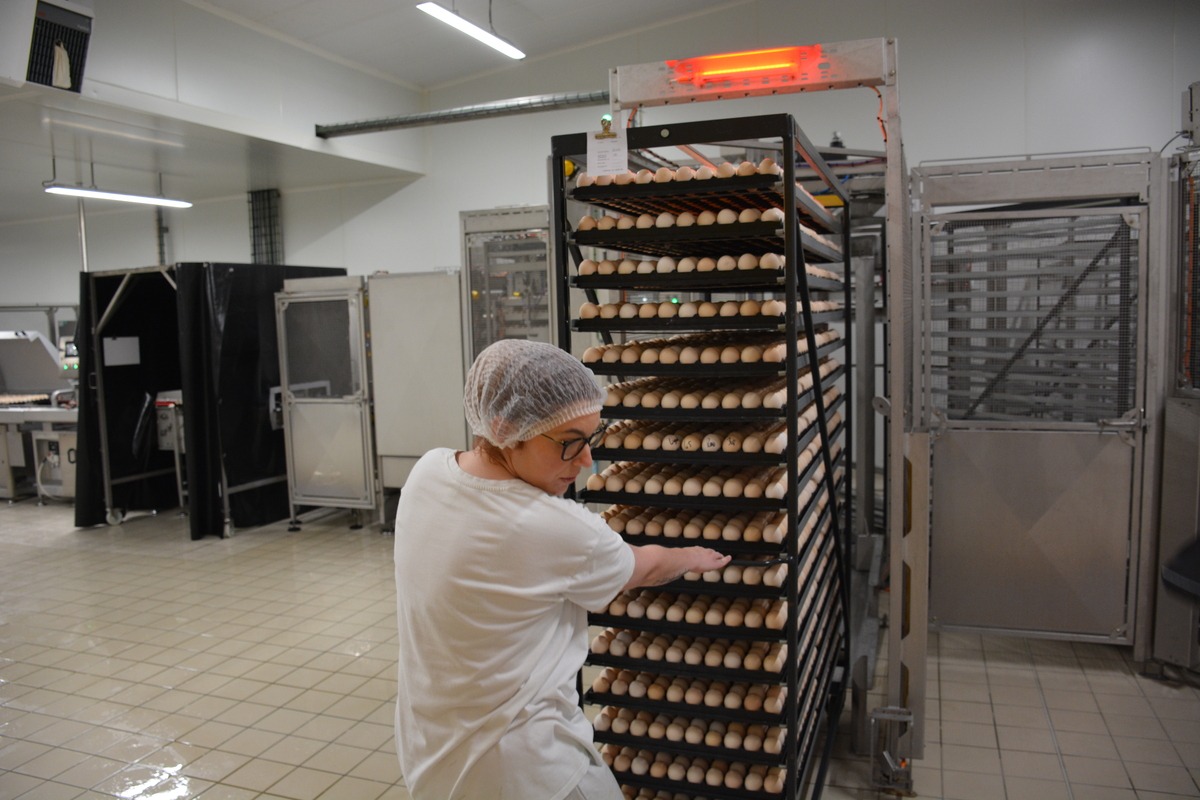 une femme qui tire un rack d'oeufs dans un couvoir - Illustration Emploi en aviculture : Faire découvrir les métiers 