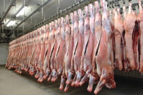 Des carcasses de boeuf pendus dans un abattoir