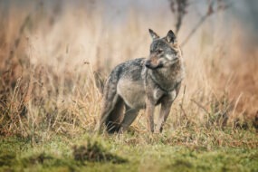 Un loup