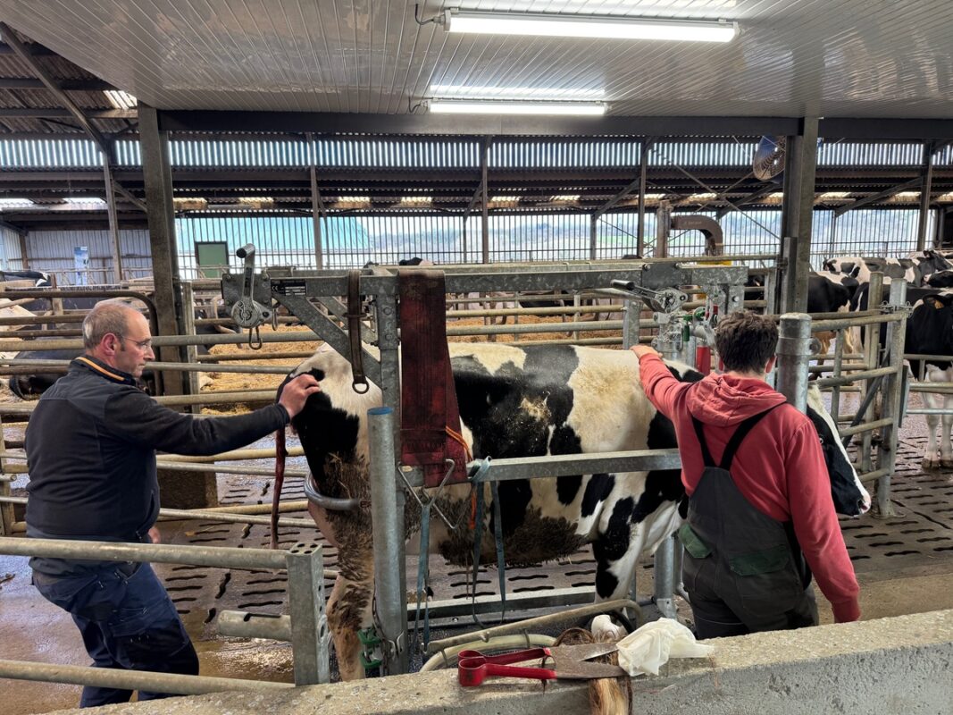 Avant de retrouver le robot, les premières traites sont réalisées dans la cage de contention pour récupérer le colostrum au pot trayeur, sous l'oeil attentif des éleveurs.  